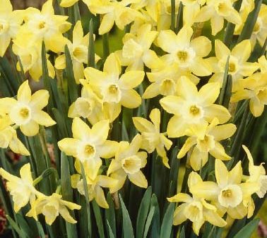 Narcissus Pipit 7-pack Supply