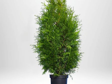 Thuja Brabant 120-140 cm, Co 5 » LQ Discount