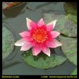 Nymphaea  Attraction  Online Hot Sale