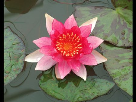 Nymphaea  Attraction  Online Hot Sale