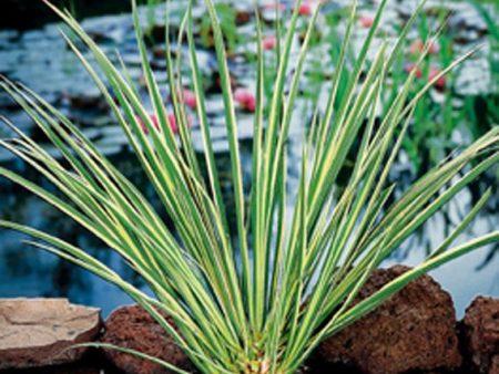 Acorus calamus  Gramineus  Online Sale