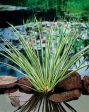 Acorus calamus  Gramineus  Online Sale