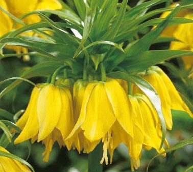 Kejsarkrona-Fritillaria imperialis  Lutea  1-pack Online Hot Sale