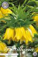 Kejsarkrona-Fritillaria imperialis  Lutea  1-pack Online Hot Sale