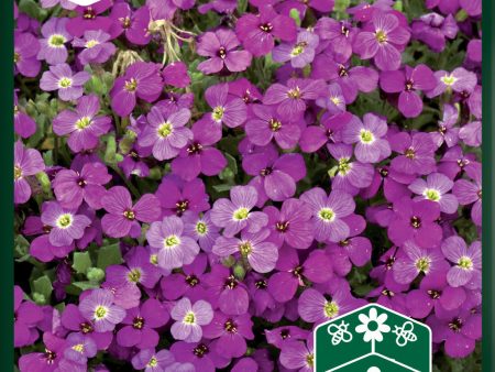 Aubrietia, Red Cascade Discount