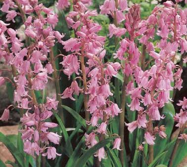 Spansk klockhyacint-Hyacinthoides hispanica  Pink  10-pack Cheap