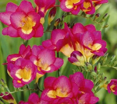 Freesia  Pink  15-pack Online Hot Sale