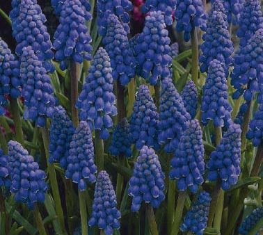 Armenisk pärlhyacint-Muscari Armeniacum 20-pack Hot on Sale