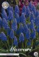 Armenisk pärlhyacint-Muscari Armeniacum 20-pack Hot on Sale