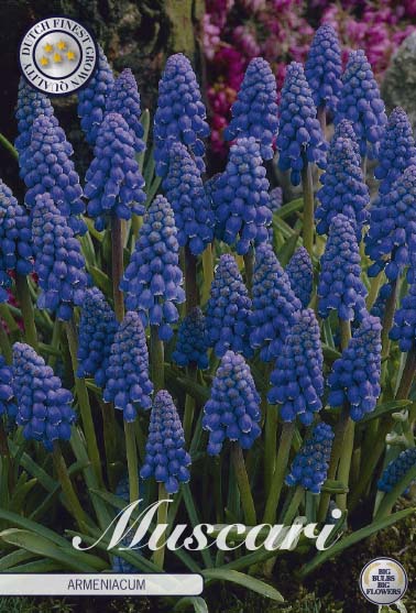 Armenisk pärlhyacint-Muscari Armeniacum 20-pack Hot on Sale