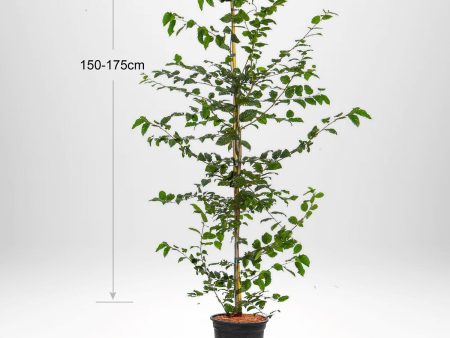 Avenbok, Carpinus betulus  krukodlad 150-175 cm Co 5-10 Online Hot Sale