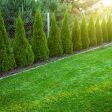 Thuja Smaragd 120-140 cm, Co 5 » LQ Cheap