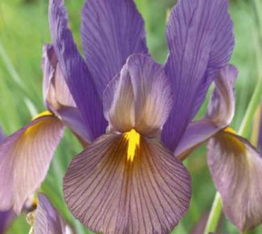 Holländsk iris-Iris hollandica  Black Beauty  10-pack Supply