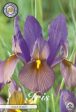 Holländsk iris-Iris hollandica  Black Beauty  10-pack Supply