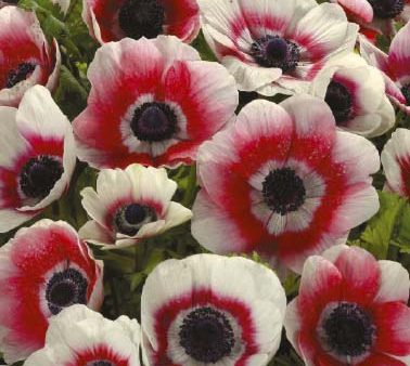 Bukettanemon-Anemone Coronaria  Bicolor  20-pack For Discount