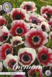 Bukettanemon-Anemone Coronaria  Bicolor  20-pack For Discount