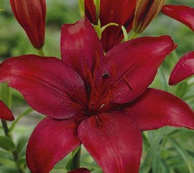 Asiatilja-Lilium asiatic  Red  2-pack on Sale