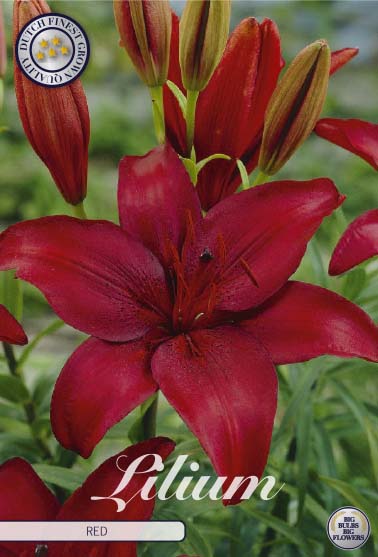 Asiatilja-Lilium asiatic  Red  2-pack on Sale