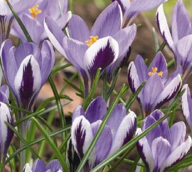 Bägarkrokus-Crocus Chrysanthus  Spring Beauty  20-pack For Discount