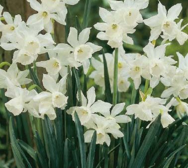 Narcissus Thalia 7-pack For Discount