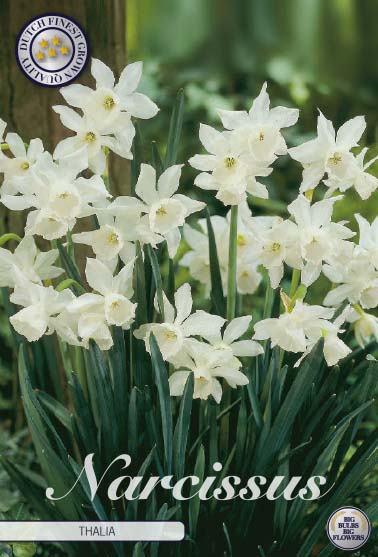 Narcissus Thalia 7-pack For Discount