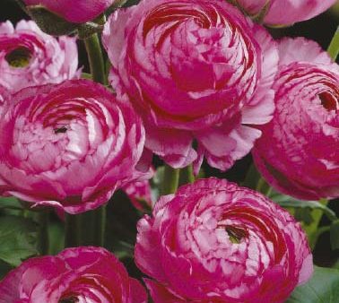 Bukettranunkel-Ranunculus asiaticus  Pink  10-pack For Cheap