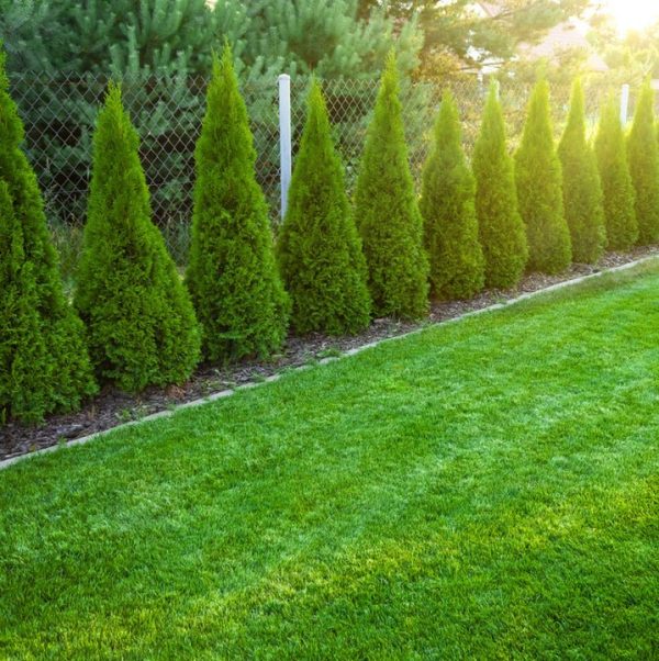 Thuja Smaragd 180-200 cm, RB » LQ Cheap