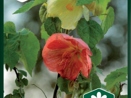 Klockmalva   Blomsterlönn, bl färger Fashion