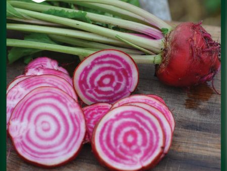 Rödbeta, Chioggia, Organic Online Sale