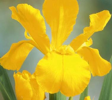 Holländsk iris-Iris hollandica  Crown Jewel  15-pack Online Hot Sale