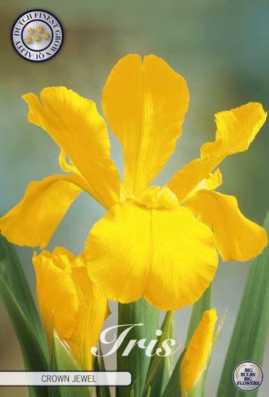 Holländsk iris-Iris hollandica  Crown Jewel  15-pack Online Hot Sale