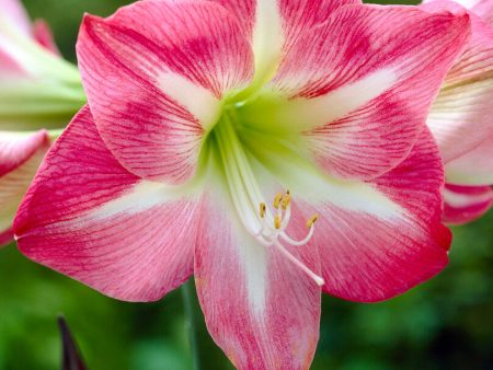 Amaryllis-Hippeastrum  Exposure  1-pack Online Sale