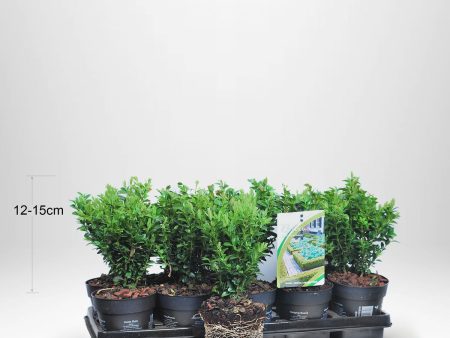 100 st Buxbom - Buxus Sempervirens, 12-15 cm P9 - Fraktfritt Supply