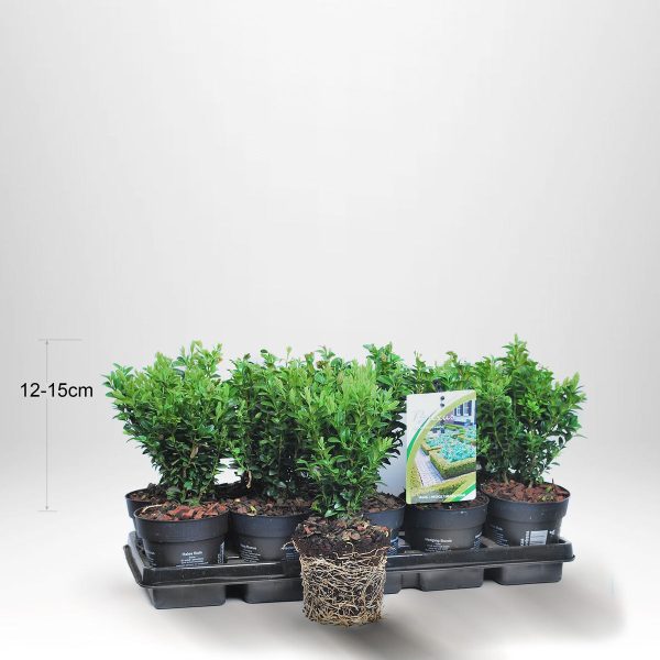 100 st Buxbom - Buxus Sempervirens, 12-15 cm P9 - Fraktfritt Supply