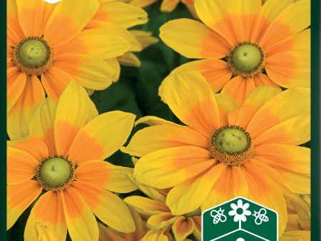 Rudbeckia, Sommar-, Praire Sun For Discount