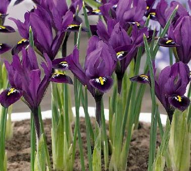 Våriris-Iris reticulata  Purple Hill  15-pack For Sale