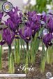 Våriris-Iris reticulata  Purple Hill  15-pack For Sale