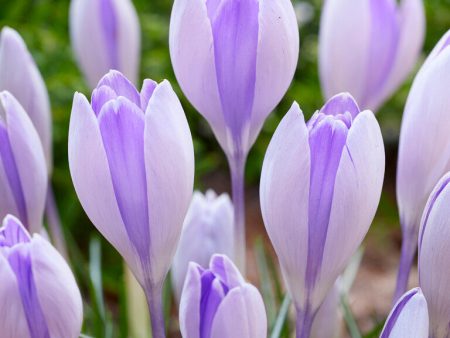 Vårkrokus-Crocus Vernus  Vanguard  10-pack Cheap