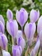 Vårkrokus-Crocus Vernus  Vanguard  10-pack Cheap