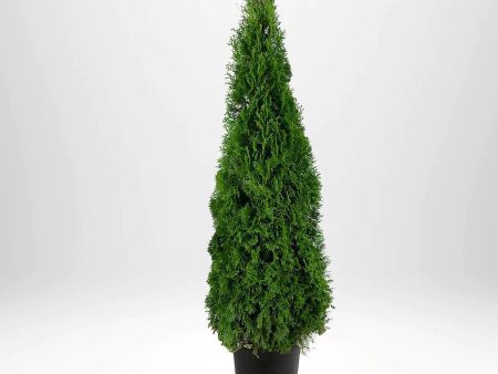 Thuja Smaragd 180-200 cm, Co20L » LQ on Sale