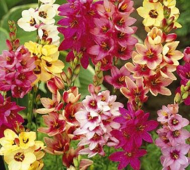 Ixia  Mixed  20-pack Online now