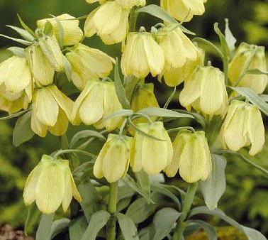 Blek klocklilja-Fritillaria Pallidiflora  Pallidiflora  2-pack Cheap