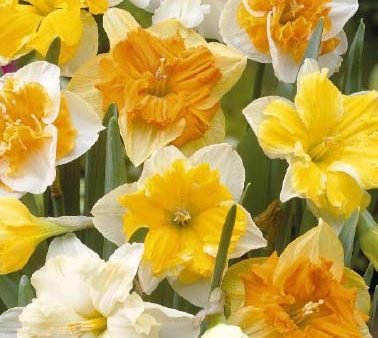 Narcissus Splitcrown Mixed 5-pack Online