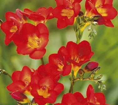 Freesia  Red  15-pack For Sale