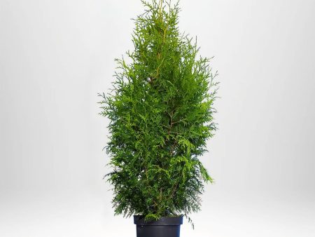 Thuja Brabant 60-80 cm, Co 5 » LQ Hot on Sale