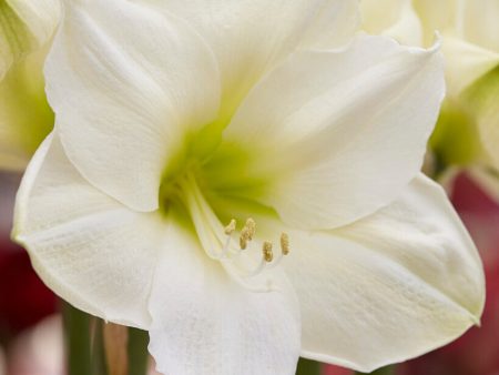 Amaryllis-Hippeastrum  Christmas Gift  1-pack Online