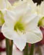 Amaryllis-Hippeastrum  Christmas Gift  1-pack Online