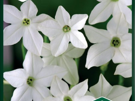 Blomstertobak, Stor-, Grandiflora, vit Fashion