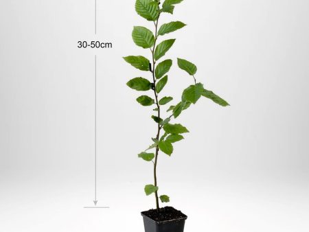 Avenbok, Carpinus betulus  krukodlad 30-50 cm P9 11 For Discount