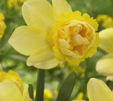 Narcissus Milena 5-pack Sale